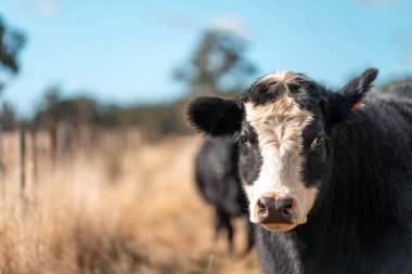 Angus ve Murray Grey İnekleri yazın Avustralya 'da uzun otlaklar yiyorlar.