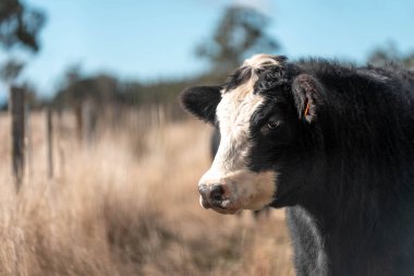 Angus ve Murray Grey İnekleri yazın Avustralya 'da uzun otlaklar yiyorlar.