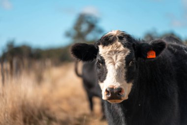 Angus ve Murray Grey İnekleri yazın Avustralya 'da uzun otlaklar yiyorlar.