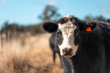 Angus ve Murray Grey İnekleri yazın Avustralya 'da uzun otlaklar yiyorlar.