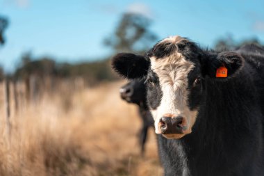 Angus ve Murray Grey İnekleri yazın Avustralya 'da uzun otlaklar yiyorlar.