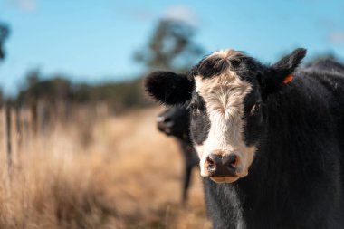 Angus ve Murray Grey İnekleri yazın Avustralya 'da uzun otlaklar yiyorlar.