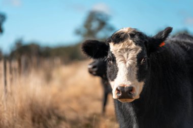 Angus ve Murray Grey İnekleri yazın Avustralya 'da uzun otlaklar yiyorlar.