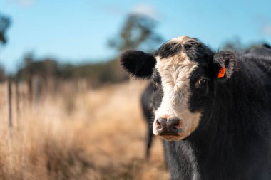 Angus ve Murray Grey İnekleri yazın Avustralya 'da uzun otlaklar yiyorlar.