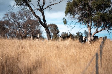 Angus, wagyu ve Murray sığır boğaları ve inekler, Avustralya 'da bir tepede otlanıyorlar..