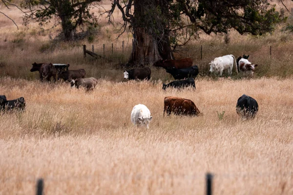Angus, wagyu ve Murray sığır boğaları ve inekler, Avustralya 'da bir tepede otlanıyorlar..