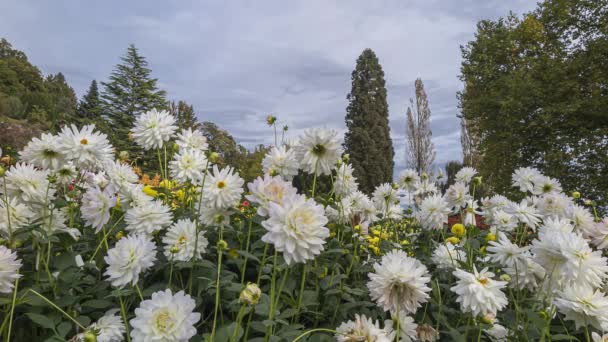 Mainau Németország 2014 Október Mainau Egy Sziget Constance Tónál Kerti — Stock videók