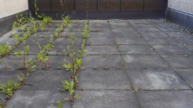 Zürih, İsviçre - 28 Mayıs 2015: Evdeki terasta yabani otları ayıklamanın komik animasyon hareketi. Yabani otlar kendi kendini kazar, süpürge çöpü süpürür ve elektrik süpürgesi çöpü kendi toplar..