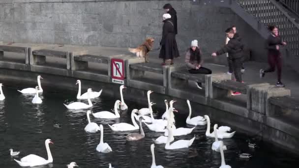 Zurich Zwitserland November 2019 Een Koppel Voedt Een Groep Zwanen — Stockvideo