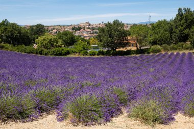 Valensole, Fransa - 5 Temmuz 2020 Provence, Fransa 'da Valensole şehrine bakan lavanta tarlası