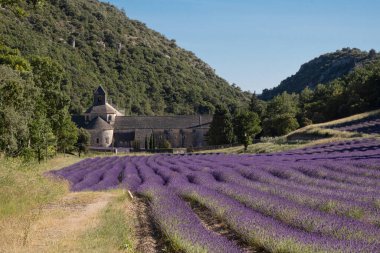 Senanque, Fransa - 5 Temmuz 2020: Senanque 'nin ünlü ortaçağ manastırının yanındaki çiçek açan mor lavanta tarlası
