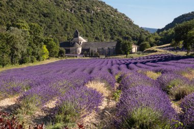 Senanque, Fransa - 5 Temmuz 2020: Senanque 'nin ünlü ortaçağ manastırının yanındaki çiçek açan mor lavanta tarlası