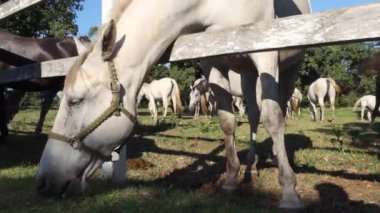 Lipica, Slovenya - 8 Eylül 2020: Lipica, Slovenya 'nın Karst bölgesinin başlıca turizm merkezlerinden biridir ve Lipica Stud Farm olarak bilinir..