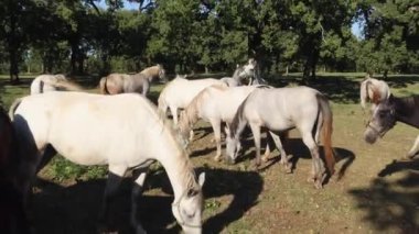Lipica, Slovenya - 8 Eylül 2020: Lipica, Slovenya 'nın Karst bölgesinin başlıca turizm merkezlerinden biridir ve Lipica Stud Farm olarak bilinir..
