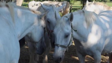 Lipica, Slovenya - 8 Eylül 2020: Lipica, Slovenya 'nın Karst bölgesinin başlıca turizm merkezlerinden biridir ve Lipica Stud Farm olarak bilinir..