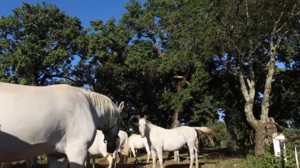 Lipica Slovenya Eylül 2020 Lipica Slovenya Nın Karst Bölgesinin Başlıca — Stok video