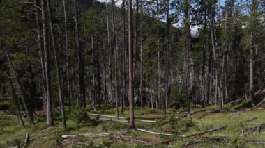 Fuorn Geçidi, İsviçre - 10 Eylül 2020 İsviçre Ulusal Parkı İsviçre 'nin doğusundaki Batı Rhaetian Alpleri' nde yer almaktadır..