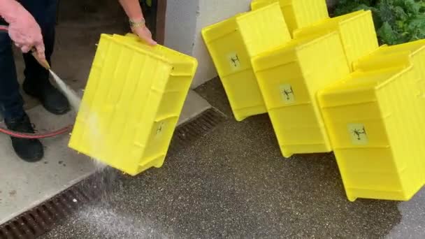Liestal Swiss September 2020 Setelah Panen Seorang Wanita Mencuci Kotak — Stok Video