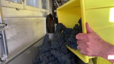 Liestal, İsviçre - 22 Eylül 2020 'de hasattan sonra, adam sarı plastik kutudaki olgun kırmızı üzümleri değirmene sallıyor.