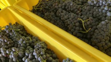 Liestal, İsviçre - 22 Eylül 2020: Plastik sarı sandıklar hasat sonrası kırmızı üzümlerle doludur