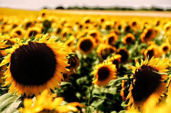 Segovia 'da bir geziden dönerken bulduğum ayçiçeği tarlası..