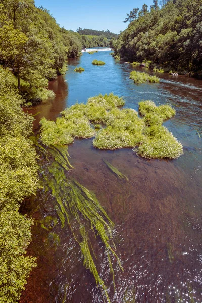 Río Con Algas Rodeado Árboles Verdes Con Puente Cielo Azul —  Fotos de Stock