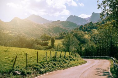 Yolda ot yiyen inek.