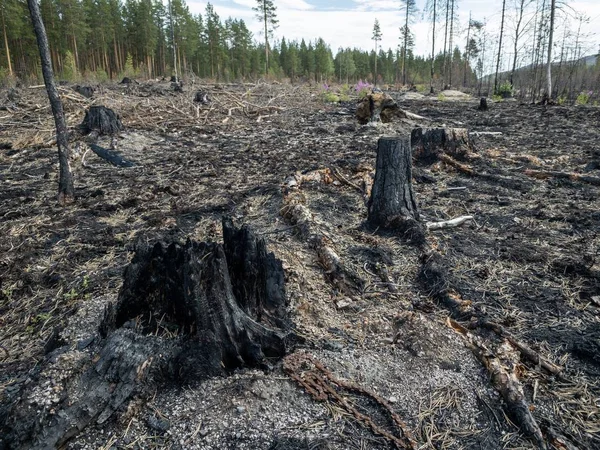 Yanmış ağaçlar ve kütüğe sahip orman yangını sonrası. Bir yangından sonra küllerle alan