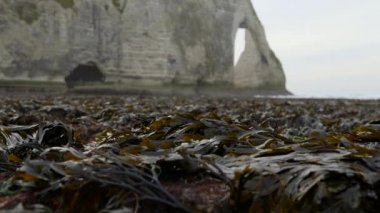 Kayaların arka planında gelgitte çıplak deniz yosunu. Etretat. Aralık 2016