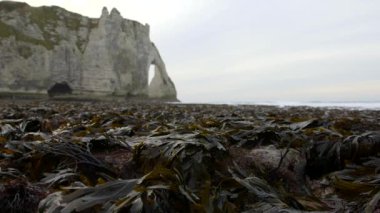 Kayaların arka planında gelgitte çıplak deniz yosunu. Etretat. Fransa. Aralık 2016