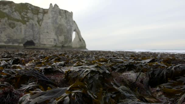 Algas desnudas en marea baja en el fondo de las rocas. Etretat. En Francia. Diciembre de 2016 — Vídeo de stock