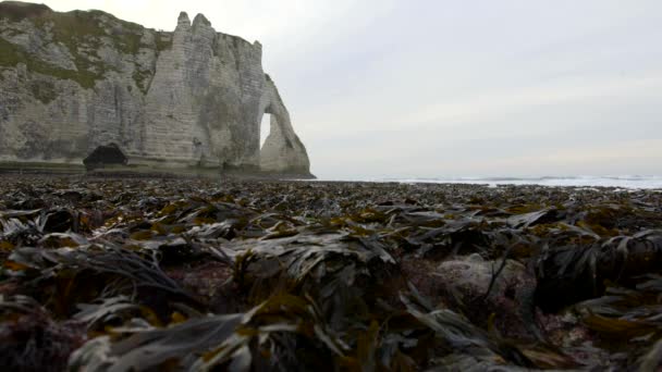 退潮时赤裸的海藻在岩石的背景上.Etretat 。法国. — 图库视频影像