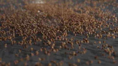 Karabuğday cam masaya düşer. Yavaş çekim kenarı görünümü.