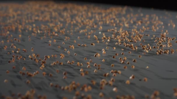 Il grano saraceno cade su un tavolo di vetro. Vista laterale al rallentatore. — Video Stock