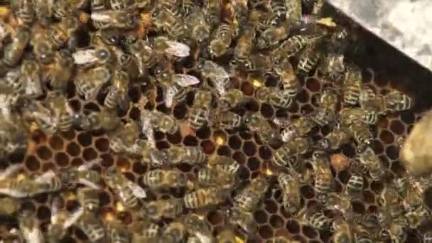 꿀을 가지고 벌집을 만드는 많은 벌들 — 비디오