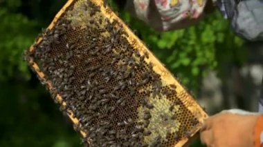 Arıcı nazikçe kovandan bal peteğini çıkarır ve ona bakar..