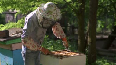 Arıcı nazikçe kovandan bal peteğini çıkarır ve ona bakar..
