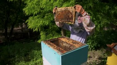 Arıcı nazikçe kovandan bal peteğini çıkarır ve ona bakar. Balın varlığını görmek için bal hücresini izler.