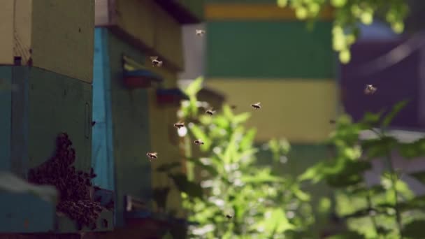 Οι μέλισσες πετούν προς την κυψέλη και πετούν έξω από την κυψέλη. Μια όμορφη ανοιξιάτικη μέρα στον αγροτικό κήπο. — Αρχείο Βίντεο