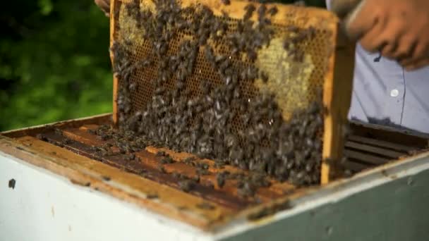 양봉가는 벌로부터 꿀을 떼어 내기 위해 꿀 세포를 흔들어 댑니다. 벌들이 날아간다. — 비디오