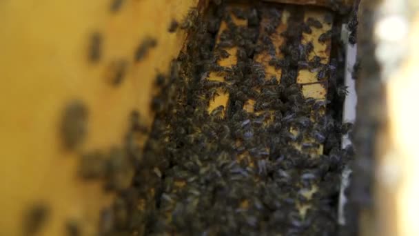 Wiele pszczół pracuje nad plastrami miodu — Wideo stockowe