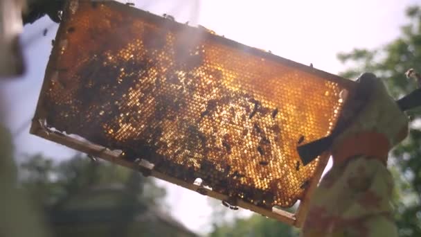 Бджоляр оглядає стільницю з вулика, через яку прориваються промені сонця . — стокове відео