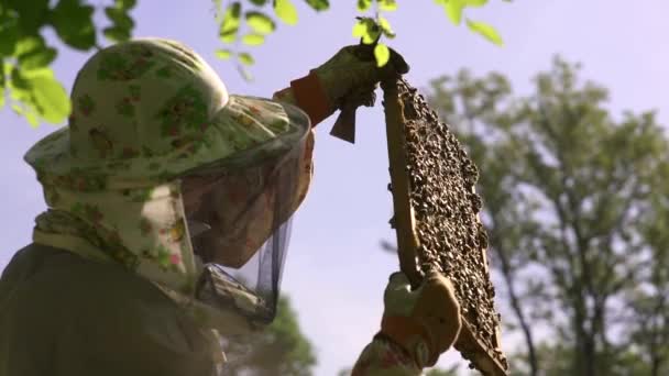 Бджоляр трясе медову клітину, щоб очистити її від бджіл. Бджоли літають . — стокове відео