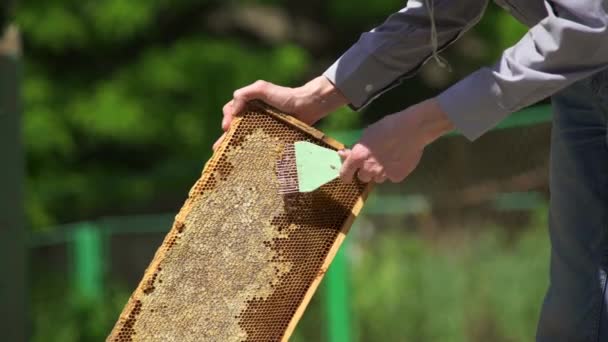 Pszczelarz otwiera plaster miodu. Czyści komórkę miodu.. — Wideo stockowe