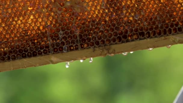 Madu segar turun dari sel madu. Video close-up — Stok Video