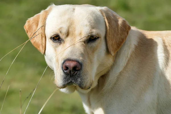 Tarçın ve beyaz labrador av köpeğini kapat