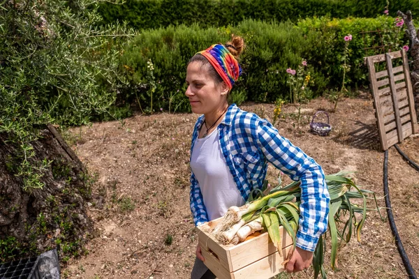 Giovane Donna Ispanica Camicia Quadri Blu Raccogliendo Verdure Dall Orto — Foto Stock