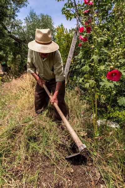野菜の庭で靴で地面まで藁帽子とシャツを持つ高齢者のヒスパニック男 — ストック写真