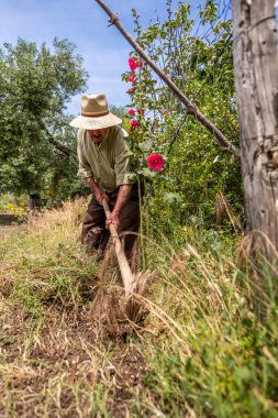 Hasır şapkalı ve gömlekli yaşlı İspanyol adam sebze bahçesindeki çapayı yere sürüyor.