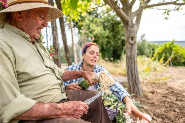 Hasır şapkalı yaşlı adam kütüğün üzerinde sebze keserken torunu ona yardım ediyor.